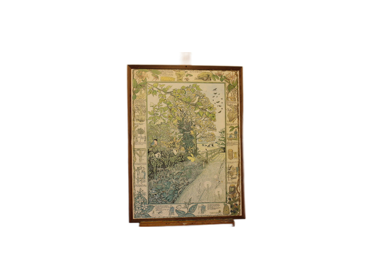 Ingelijste botanische illustratie in kleur